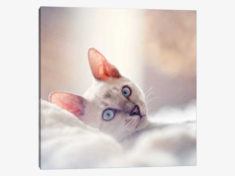 Cozy Cat by Rupa Sutton 1-piece Canvas Wall Art
