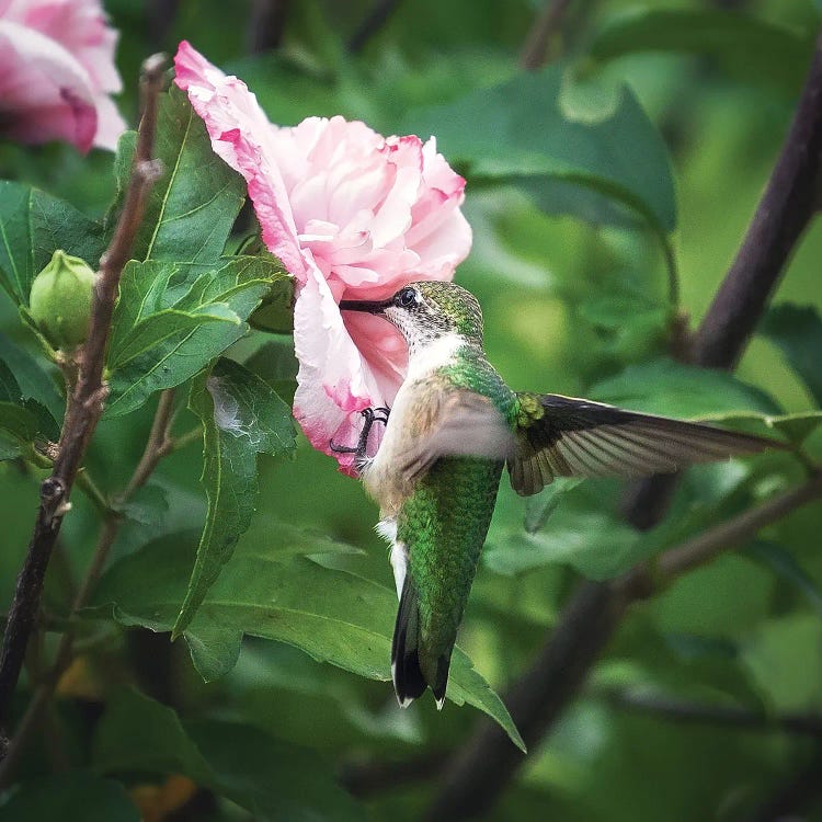 Fairies And Flowers