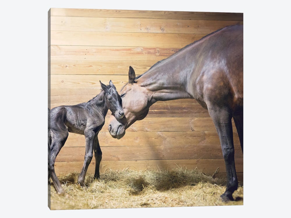 First Moments by Rupa Sutton 1-piece Canvas Wall Art