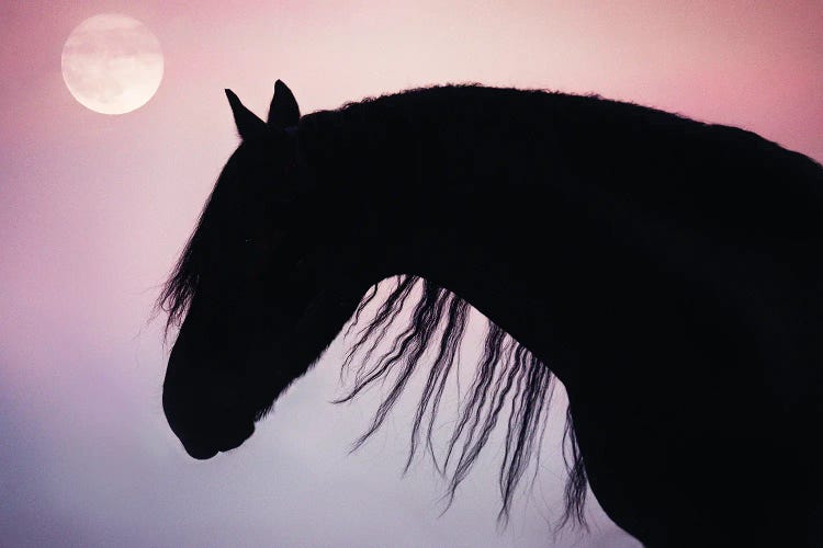 Friesian Silhoutte