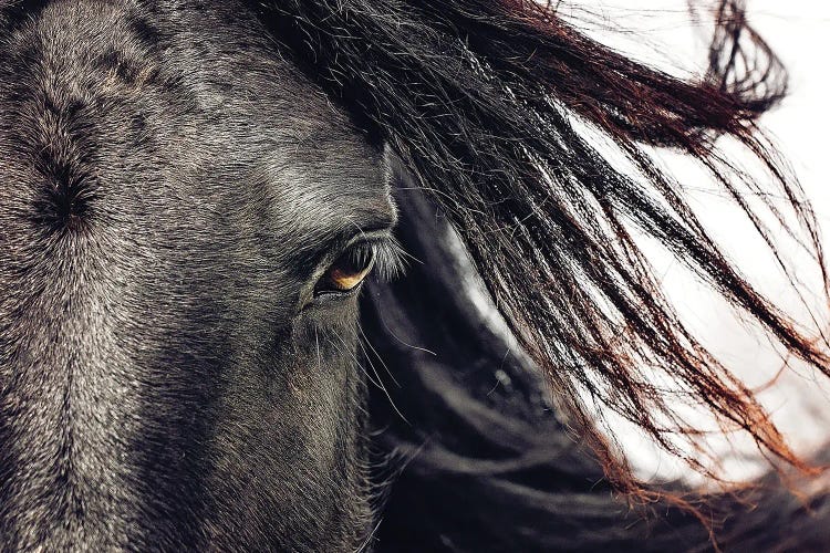 Golden Gaze by Rupa Sutton wall art