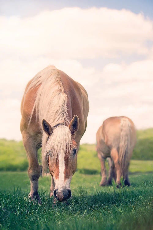 Grazing