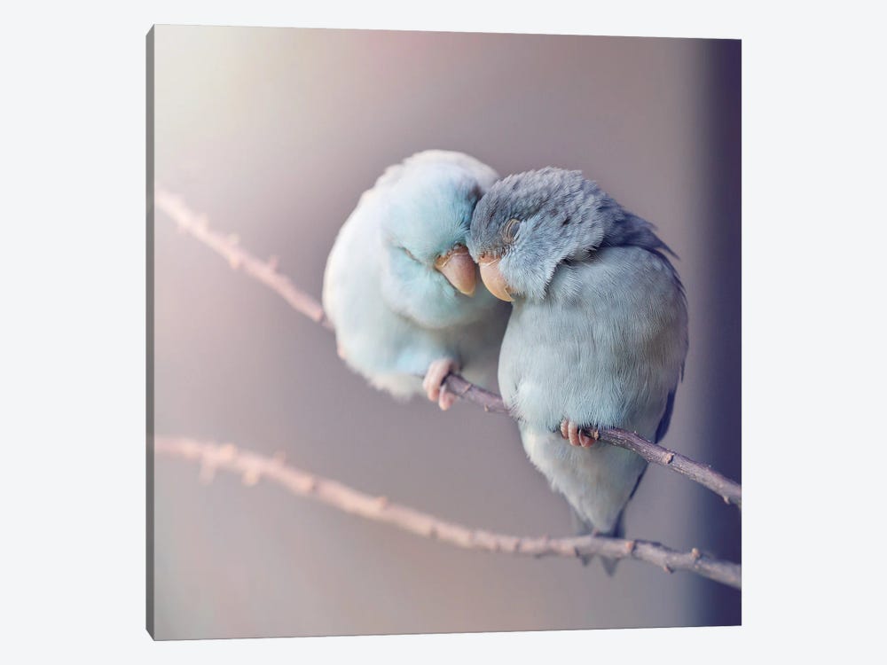 In Love by Rupa Sutton 1-piece Canvas Wall Art