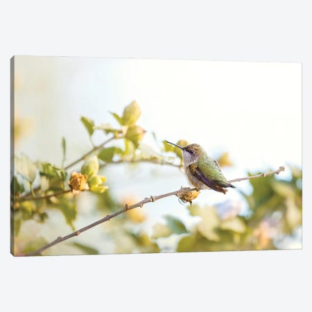 Last Days Of Summer Canvas Print #RUP29} by Rupa Sutton Canvas Artwork