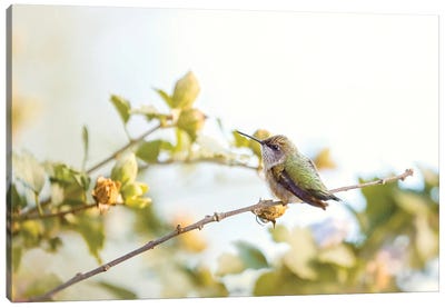 Last Days Of Summer Canvas Art Print - Hummingbird Art