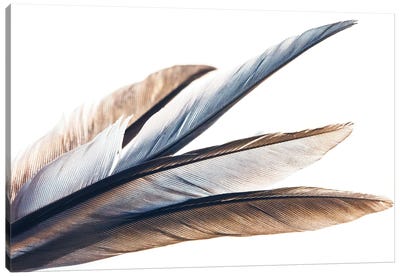 Silver And Bronze Canvas Art Print - Feather Art