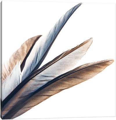Silver And Bronze Square Canvas Art Print - Feather Art