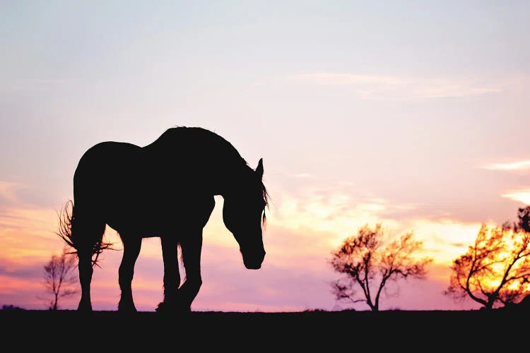 Sunset Silhouette