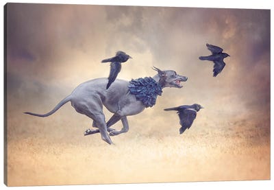 The Crow Queen Series Flight Canvas Art Print - Crow Art