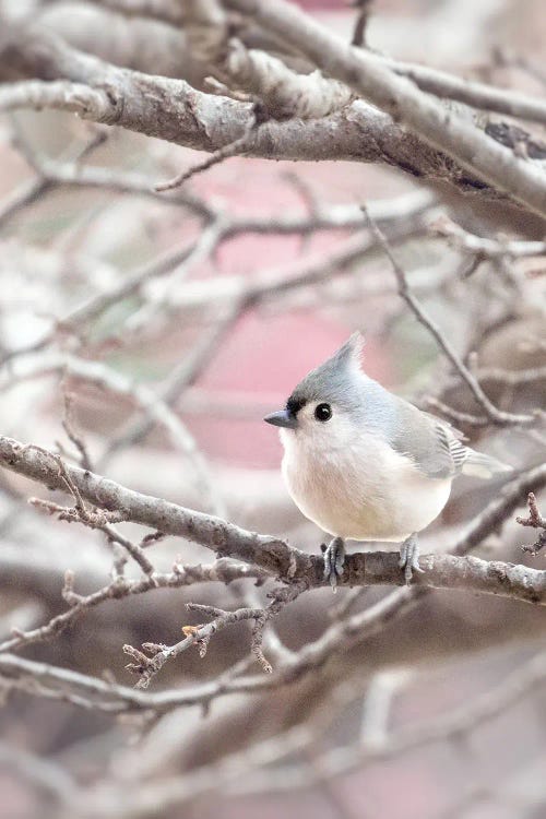 Tufted Titmouse