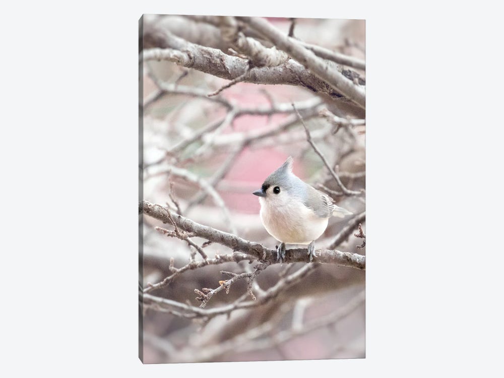 Tufted Titmouse by Rupa Sutton 1-piece Canvas Wall Art