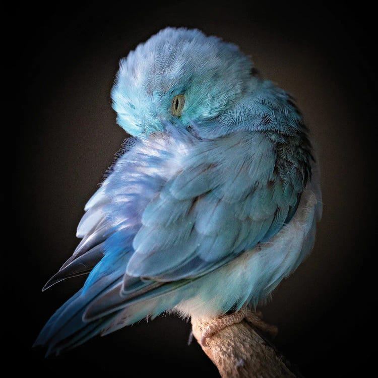 Blue Bird