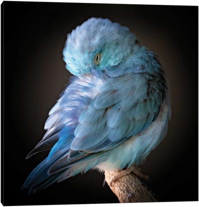 Blue Bird Canvas Art Print - Rupa Sutton