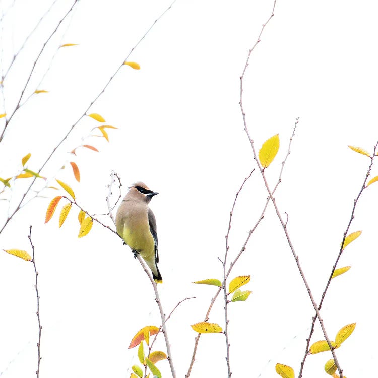 Cedar Waxwing