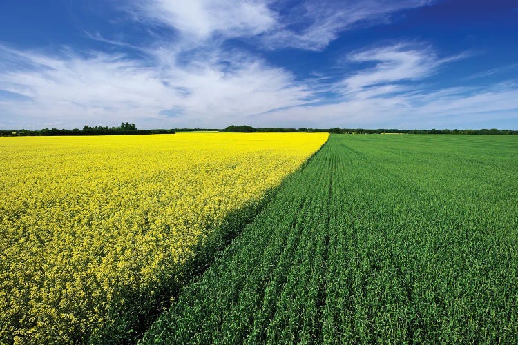 Crop Patterns On The Prairies