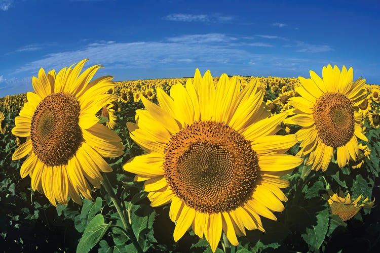 Blooming Sunflower Trio