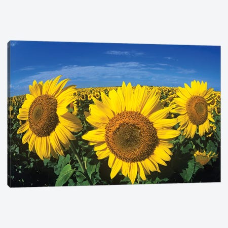 Blooming Sunflower Trio Canvas Print #RVD109} by Dave Reede Canvas Art Print