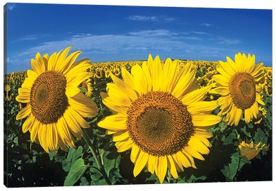 Blooming Sunflower Trio Canvas Art Print - Sunflower Art
