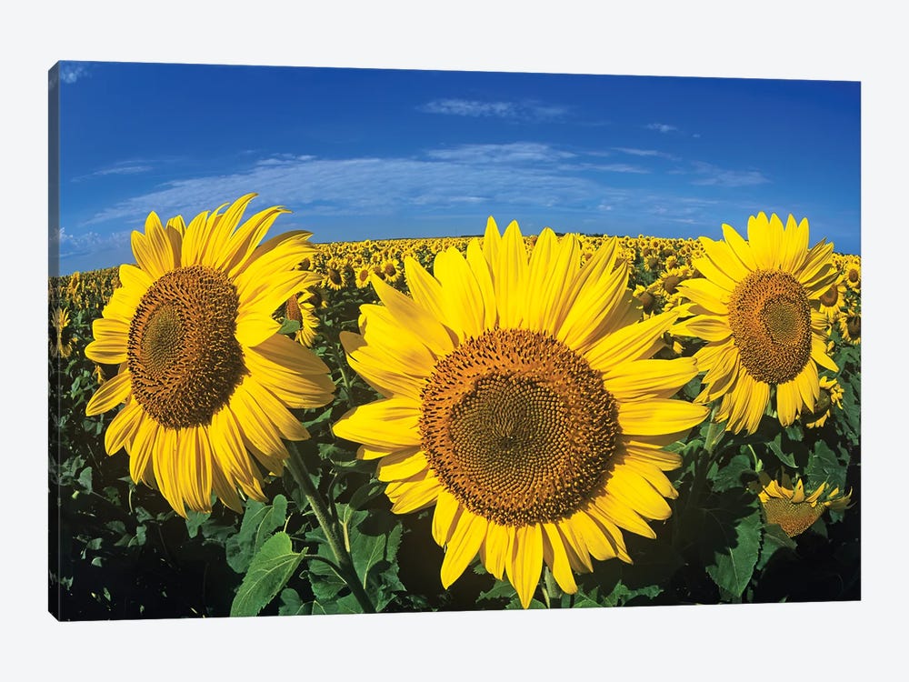 Blooming Sunflower Trio by Dave Reede 1-piece Canvas Wall Art