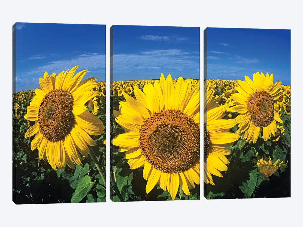 Blooming Sunflower Trio by Dave Reede 3-piece Canvas Artwork