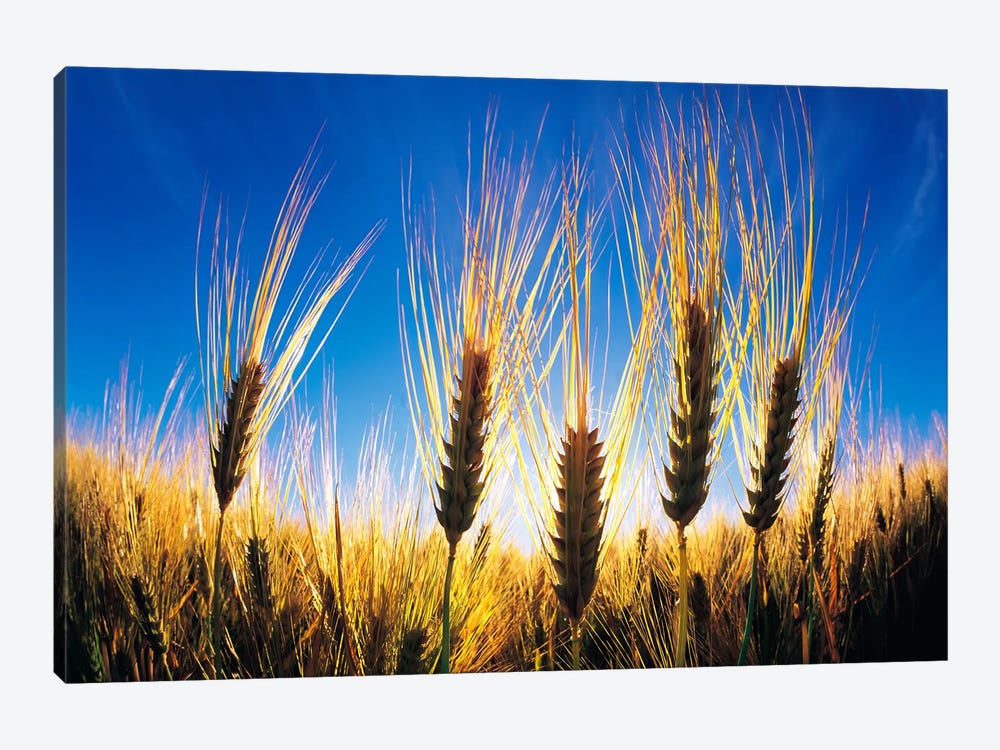 Barley Close-Up by Dave Reede 1-piece Art Print