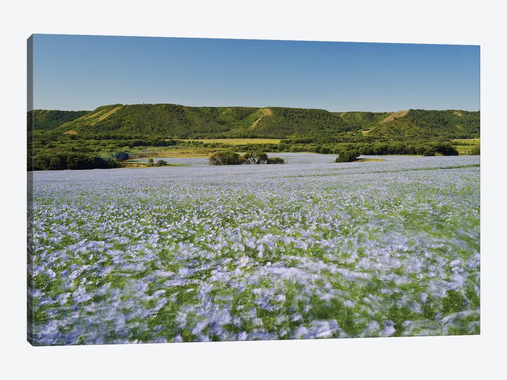 Windblown Flax Field by Dave Reede 1-piece Canvas Wall Art