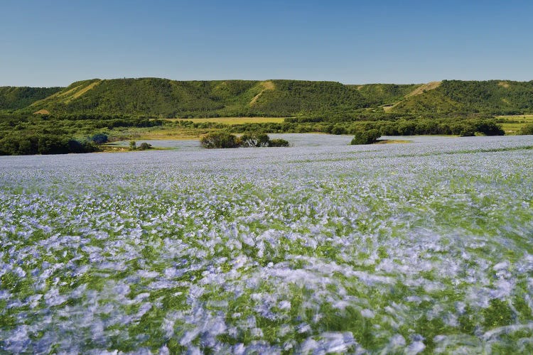 Windblown Flax Field