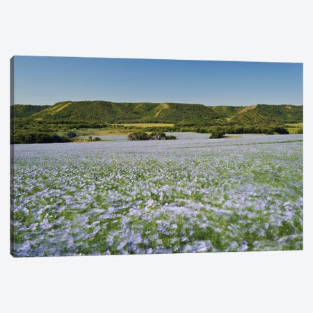 Windblown Flax Field Canvas Print #RVD112} by Dave Reede Canvas Wall Art