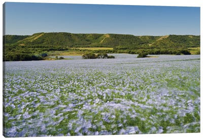 Windblown Flax Field Canvas Art Print - Dave Reede