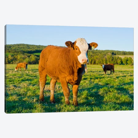 Beef Cattle Canvas Print #RVD11} by Dave Reede Canvas Print