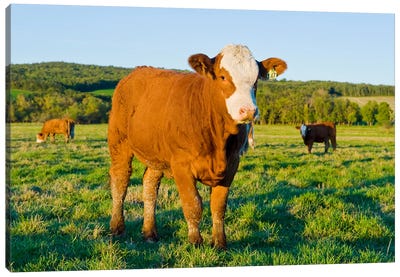 Beef Cattle Canvas Art Print - Dave Reede