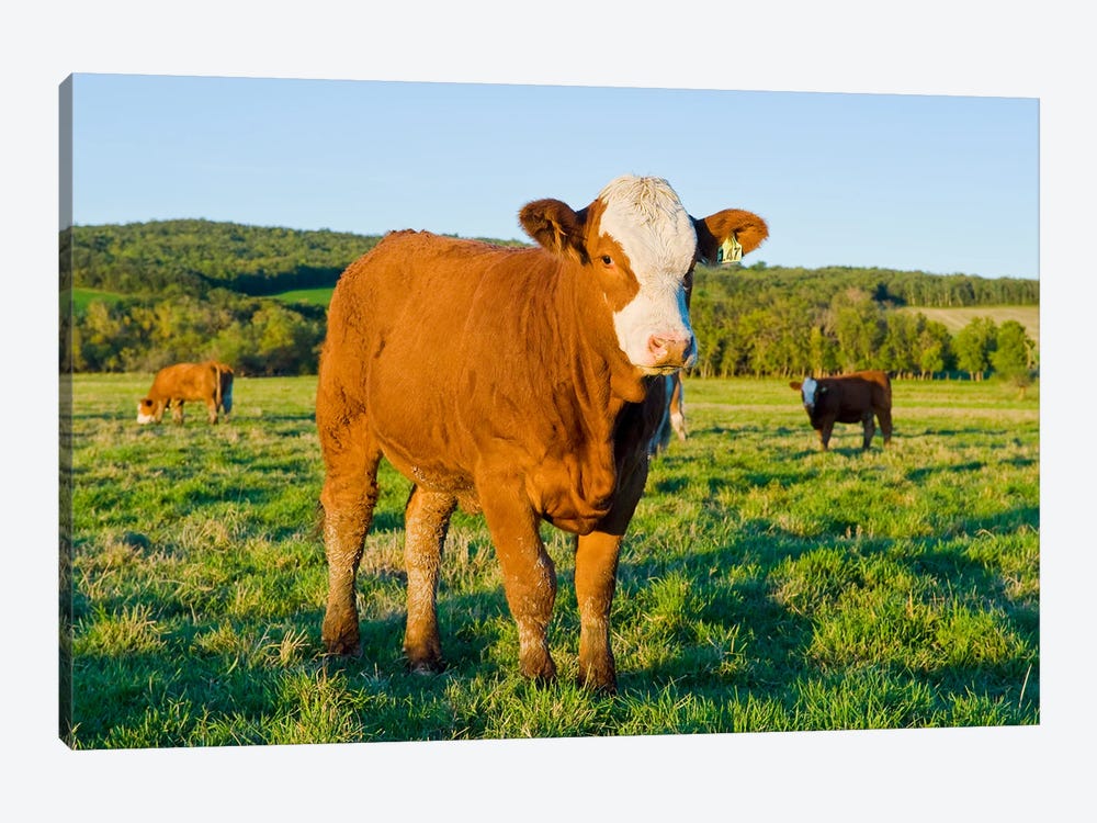 Beef Cattle by Dave Reede 1-piece Canvas Wall Art