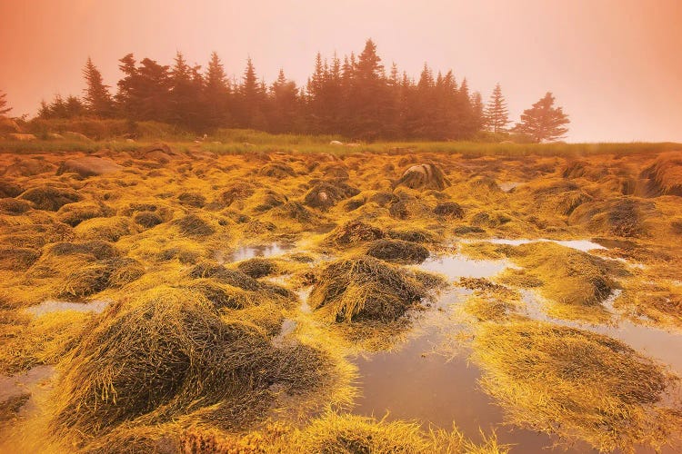 Low Tide Along The Atlantic Coast