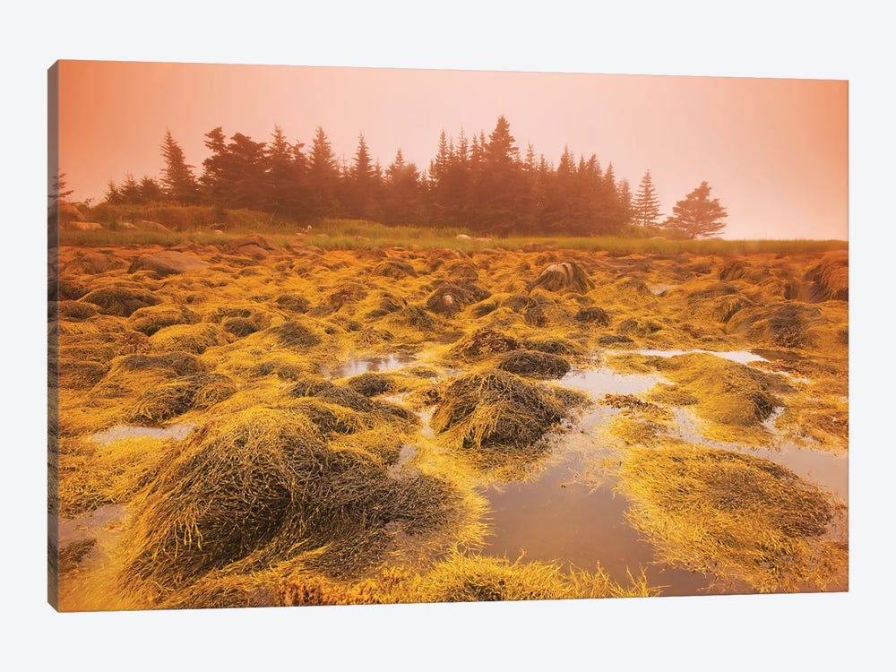 Low Tide Along The Atlantic Coast by Dave Reede 1-piece Canvas Wall Art