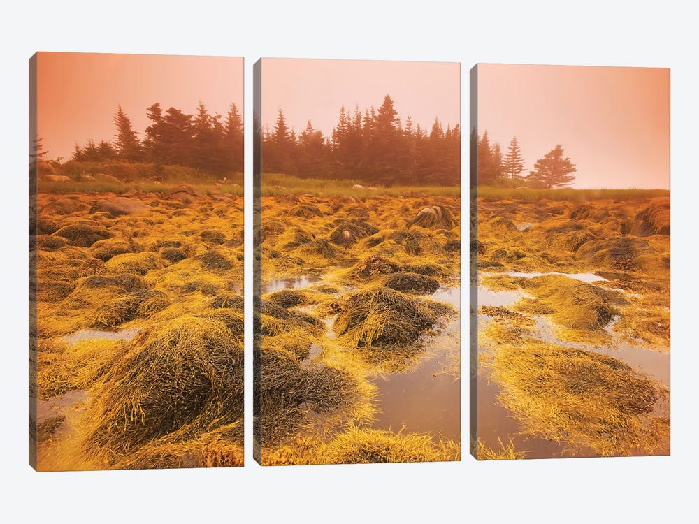 Low Tide Along The Atlantic Coast by Dave Reede 3-piece Canvas Art