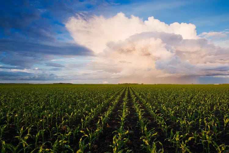 Corn Field Stretching To The Horizon