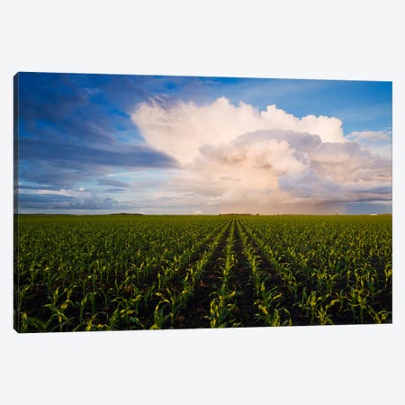 Corn Field Stretching To The Horizon Canvas Print #RVD14} by Dave Reede Canvas Art