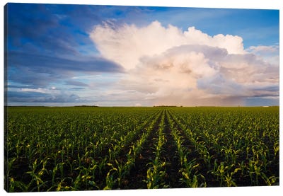 Corn Field Stretching To The Horizon Canvas Art Print - Country Scenic Photography