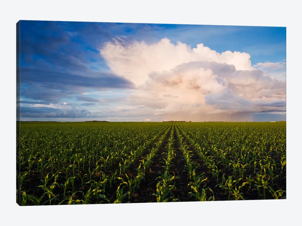 Corn Field Stretching To The Horizon by Dave Reede 1-piece Art Print