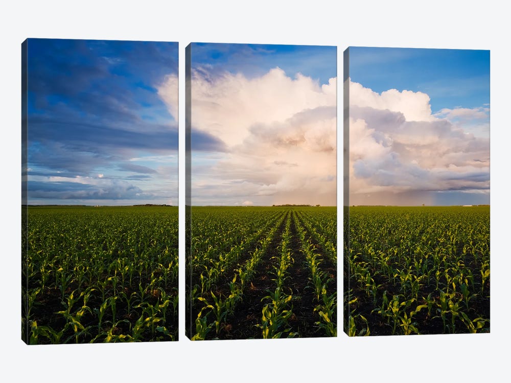 Corn Field Stretching To The Horizon by Dave Reede 3-piece Art Print