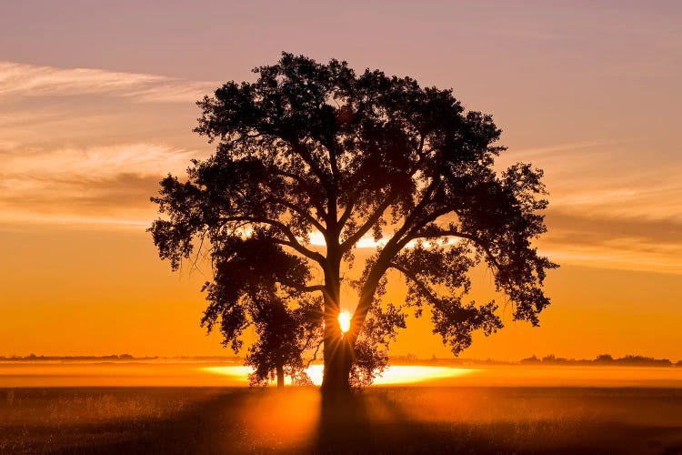 Cottonwood Tree At Sunrise