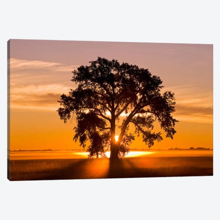 Cottonwood Tree At Sunrise Canvas Print #RVD15} by Dave Reede Canvas Art