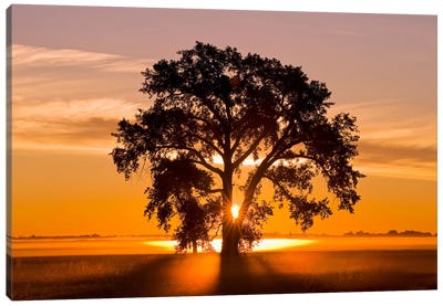 Cottonwood Tree At Sunrise Canvas Art Print