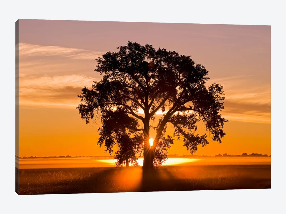 Cottonwood Tree At Sunrise by Dave Reede 1-piece Canvas Wall Art