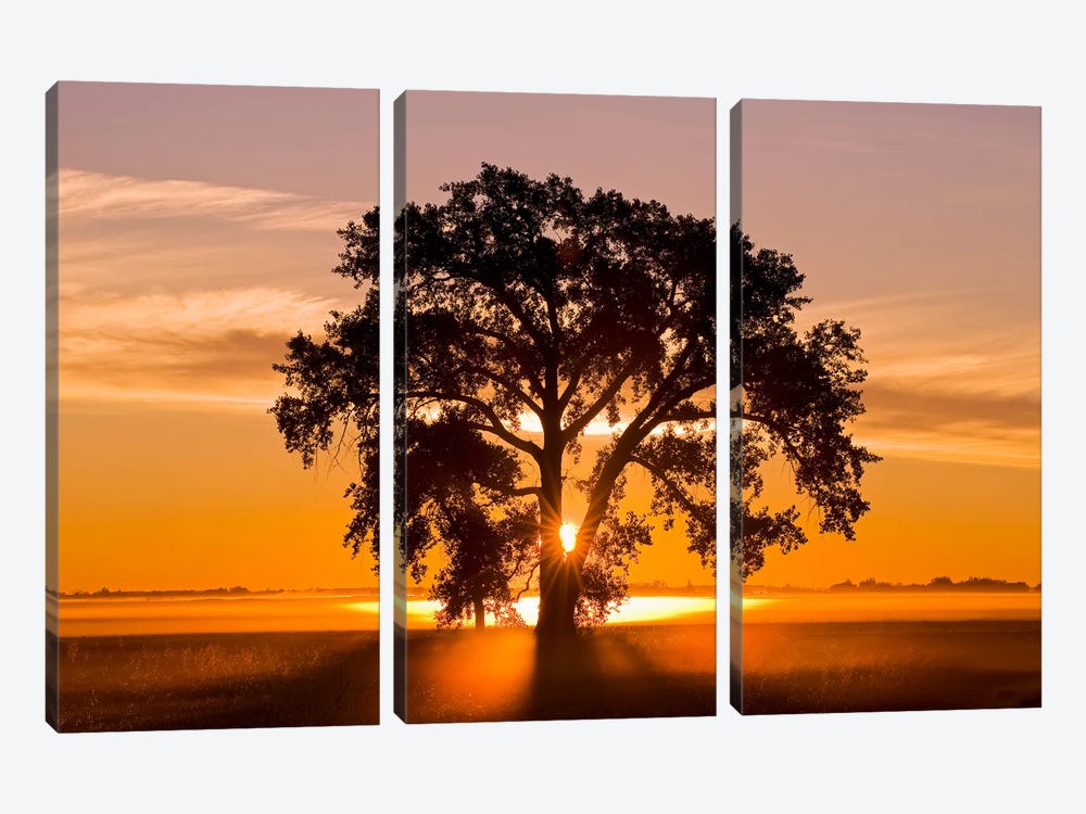 Cottonwood Tree At Sunrise by Dave Reede 3-piece Canvas Art
