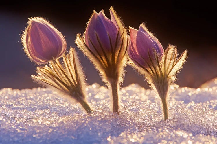 Crocuses In The Snow