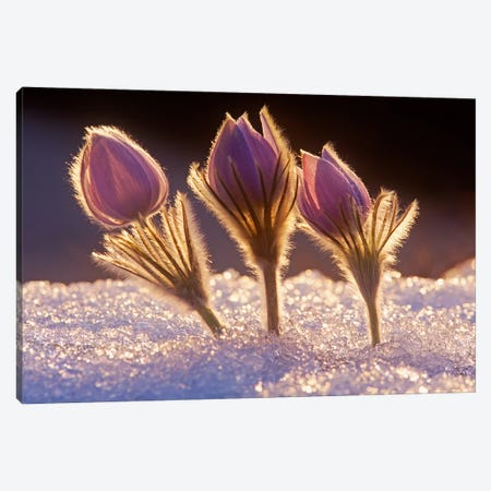 Crocuses In The Snow Canvas Print #RVD16} by Dave Reede Canvas Wall Art