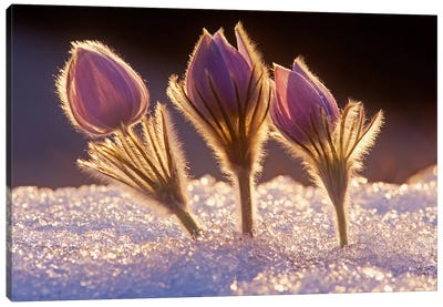Crocuses In The Snow Canvas Art Print - Dave Reede