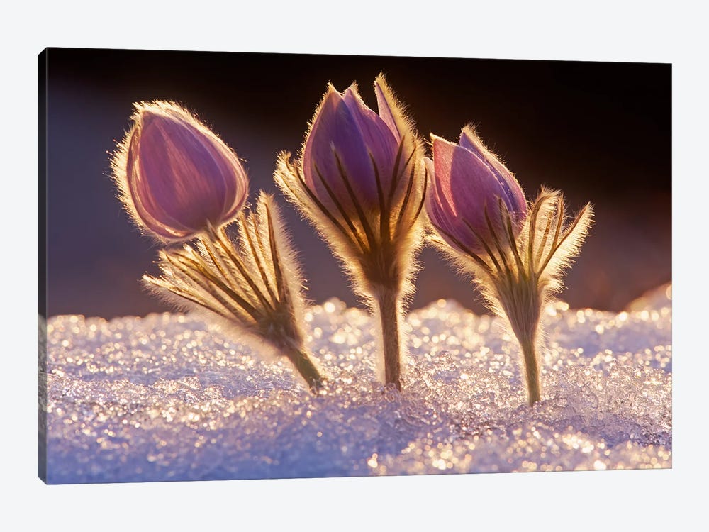 Crocuses In The Snow by Dave Reede 1-piece Canvas Art Print