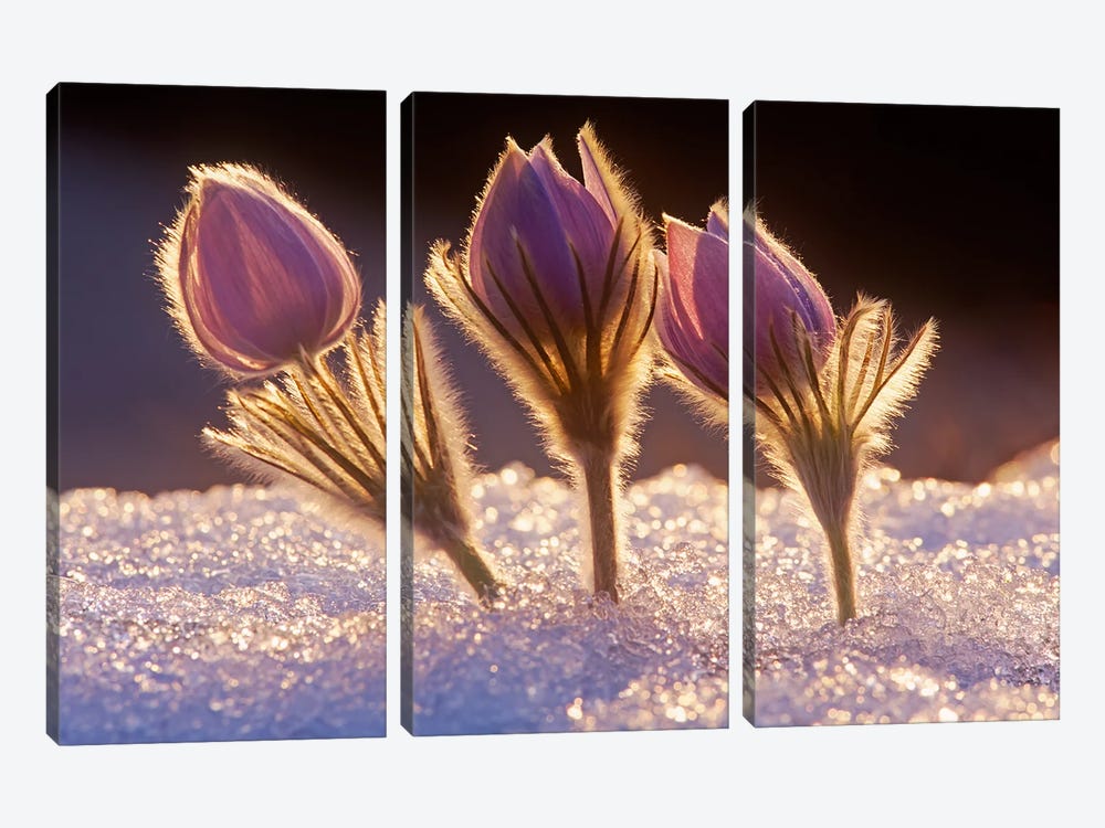Crocuses In The Snow by Dave Reede 3-piece Art Print